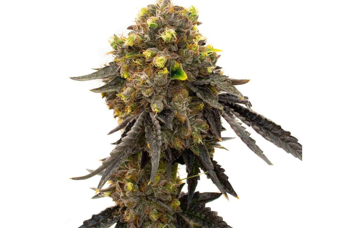 Bruce Banner cannabis seeds feminized
