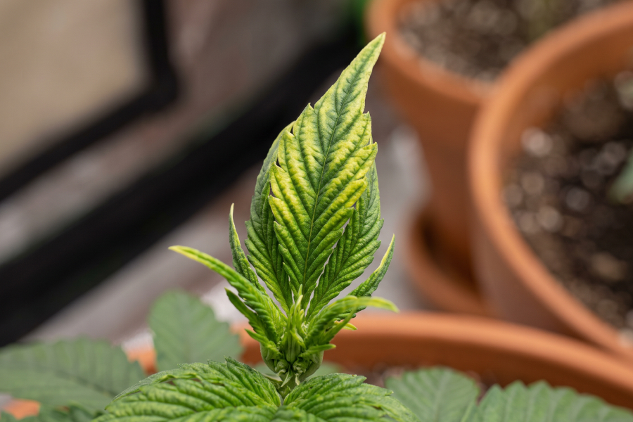 Close-up of a cannabis leaf with interveinal yellowing, twisting and stunted new growth from zinc deficiency.