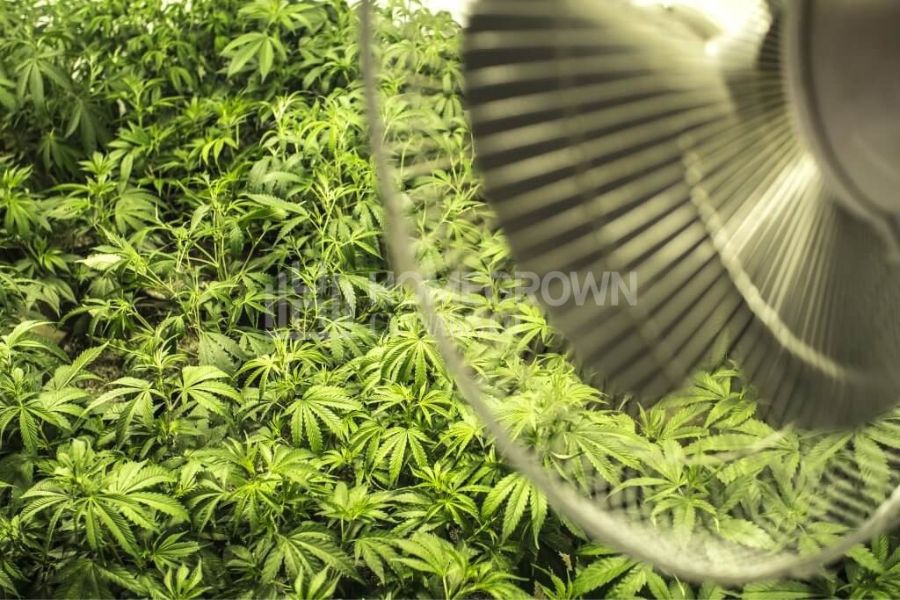 Fans help regulate temperature for indoor growing.