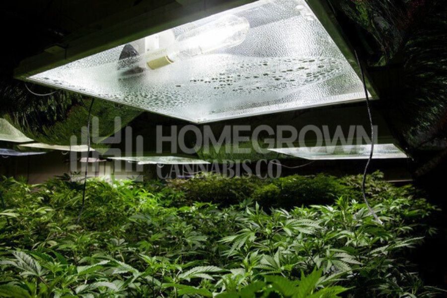 Indoor cannabis plants growing under grow lights.