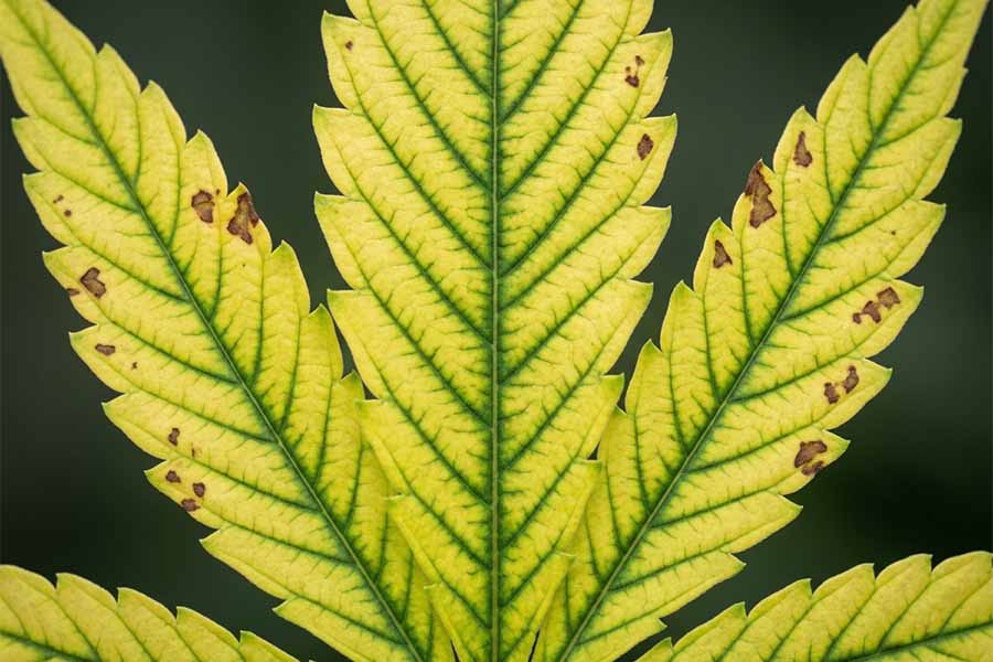 Close-up of a cannabis leaf with manganese deficiency: yellowing between green veins and brown necrotic spots.