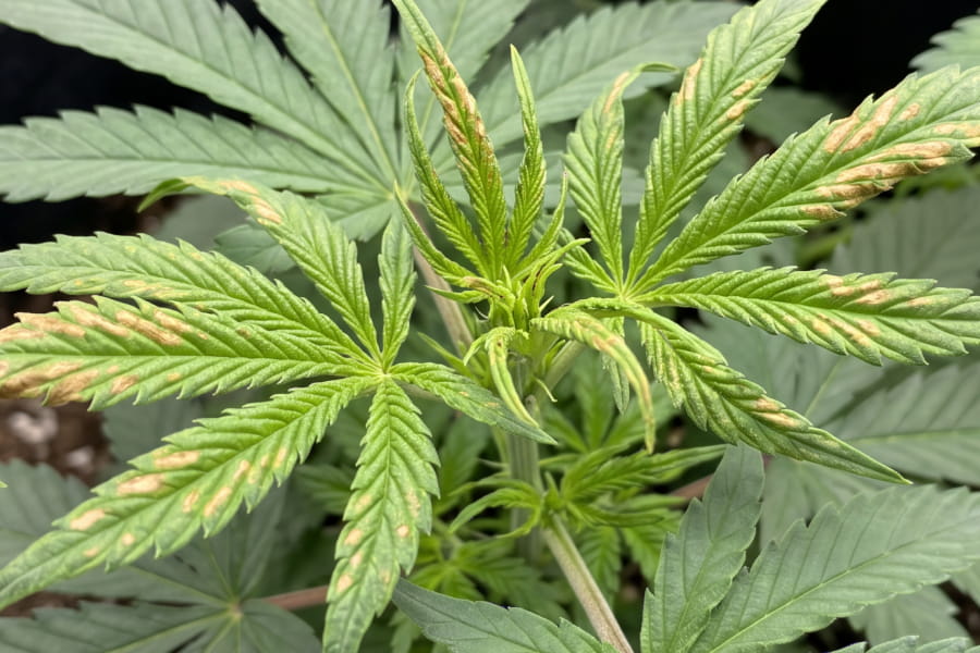 Curled, hooked young cannabis leaf tips showing early calcium deficiency damage.