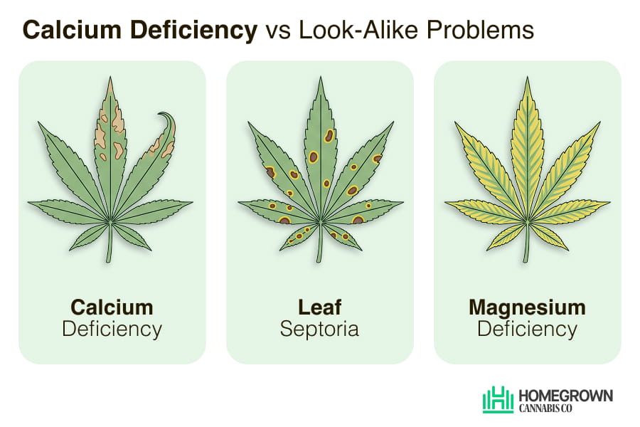 Comparison chart of cannabis calcium deficiency vs leaf septoria vs magnesium deficiency.