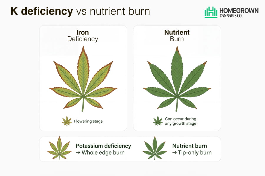Comparison infographic showing potassium deficiency edge burn versus nutrient burn tip burn on cannabis leaves.