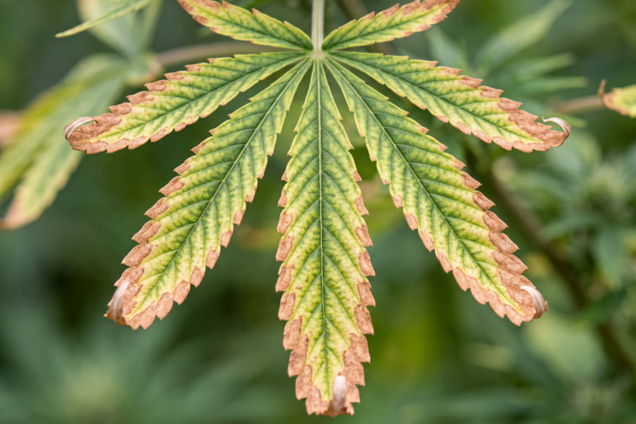 Close-up of a cannabis leaf with brown burnt edges and interveinal yellowing, veins still green, from potassium deficiency