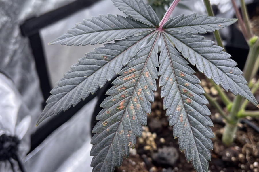 Close-up of a cannabis leaf with phosphorus deficiency showing dark colouring and bronze spots.