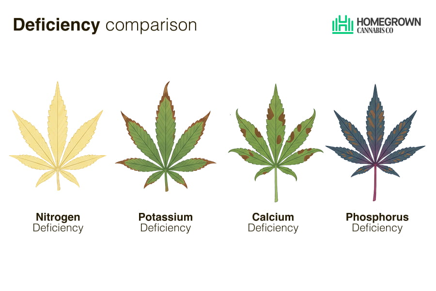 Infographic comparing phosphorus, nitrogen, potassium and calcium deficiencies in cannabis by leaf colour and location.