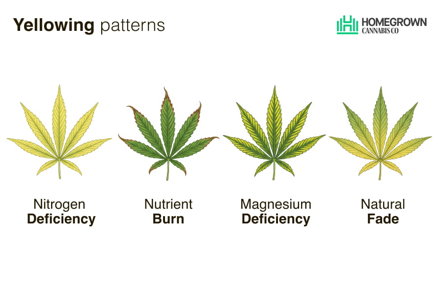 Cannabis leaf yellowing chart matching each pattern to its likely cause and fix.