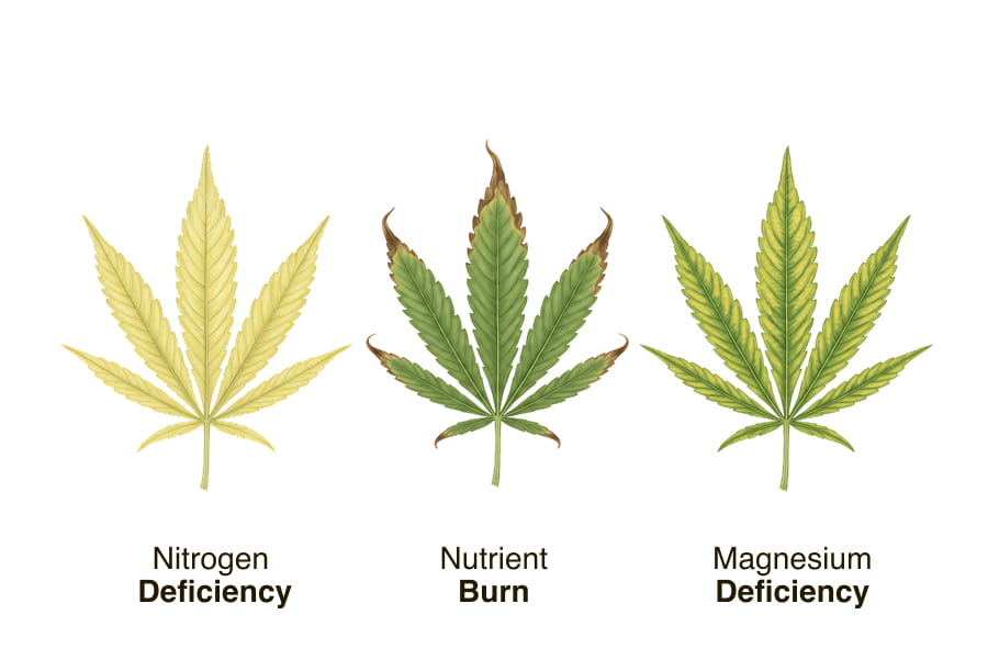Comparison of cannabis leaves: nitrogen deficiency vs nutrient burn vs magnesium deficiency.