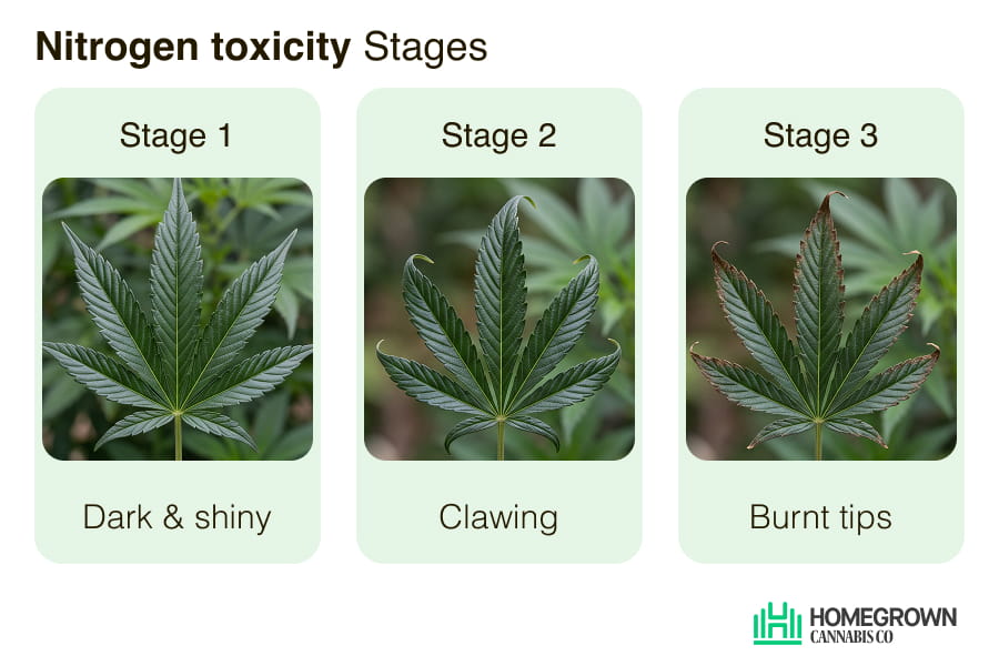 Three-stage progression of nitrogen toxicity in cannabis leaves: dark shiny green, then downward clawing, then brown burnt tips.