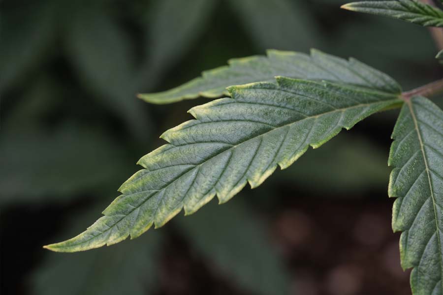 Close-up of copper-deficient cannabis leaf with pale tips, metallic sheen and curling edges.
