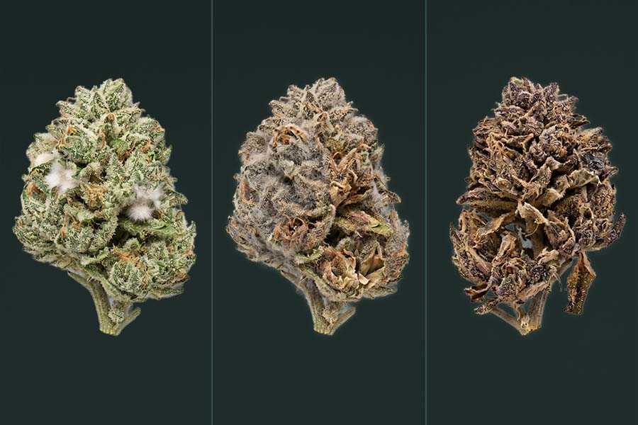 Three stages of cannabis bud rot: white fuzzy mold, gray mold, and brown dried decay.