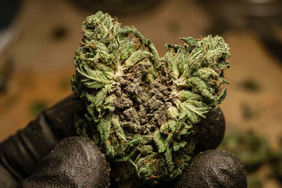 Cannabis bud split open showing gray-brown dusty botrytis rot inside the core.