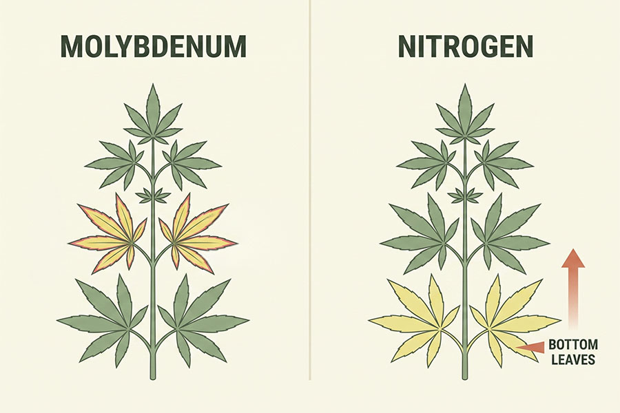 Comparison of molybdenum deficiency (mid-plant, red edges) versus nitrogen deficiency (bottom leaves, uniform yellow) in cannabis.