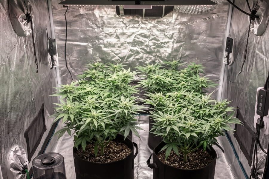 Autoflower cannabis plants in a grow tent.