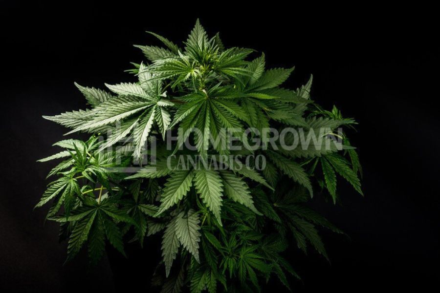 Close up of a bushy Indica marijuana plant.