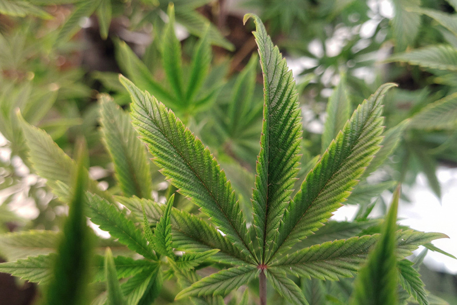 Close-up of a cannabis leaf with interveinal chlorosis — yellow between green veins.