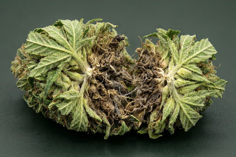 A dense cannabis bud split open showing brown decayed bud rot inside while the exterior looks normal.