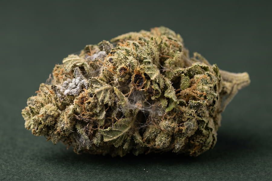 Macro photo of a moldy cannabis bud labeled with powdery coating, fuzzy patches, and dark spots.