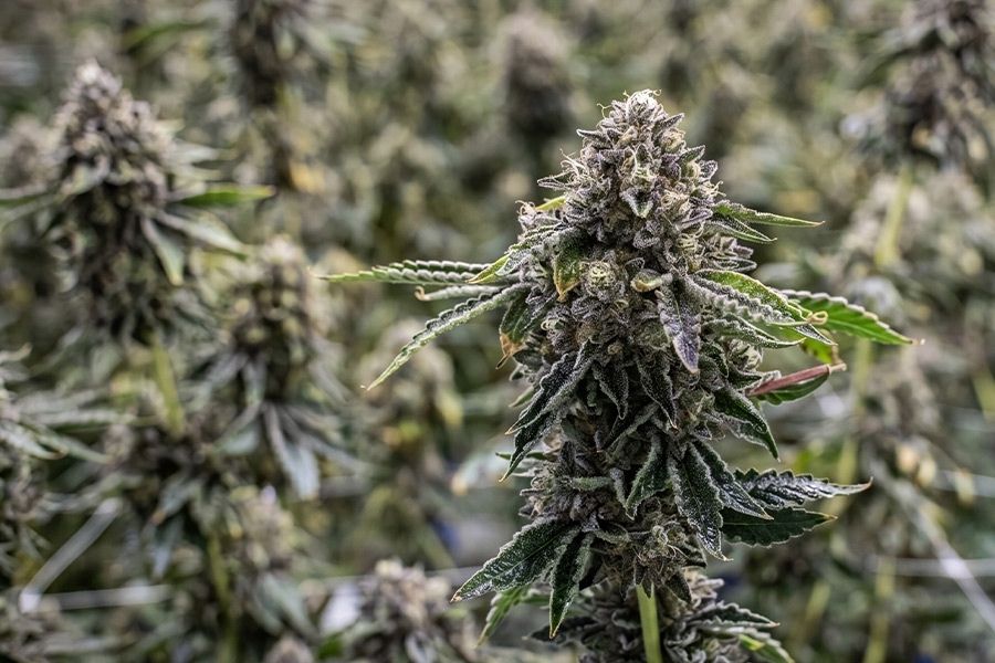 Healthy autoflower cannabis plants growing outdoors under natural sunlight.