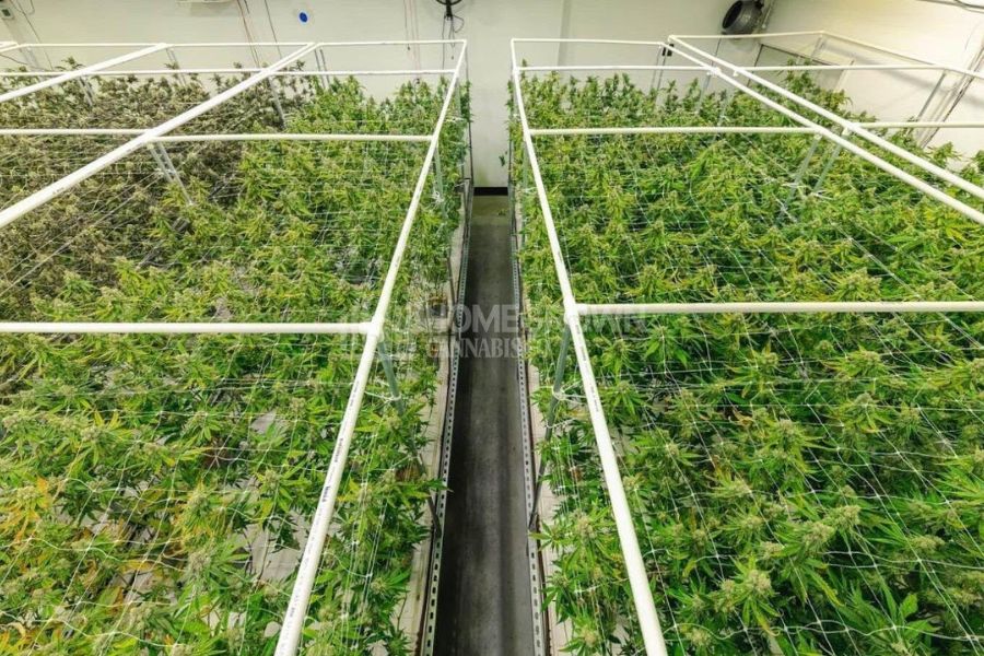 Greenhouse with ScrOG growing technique
