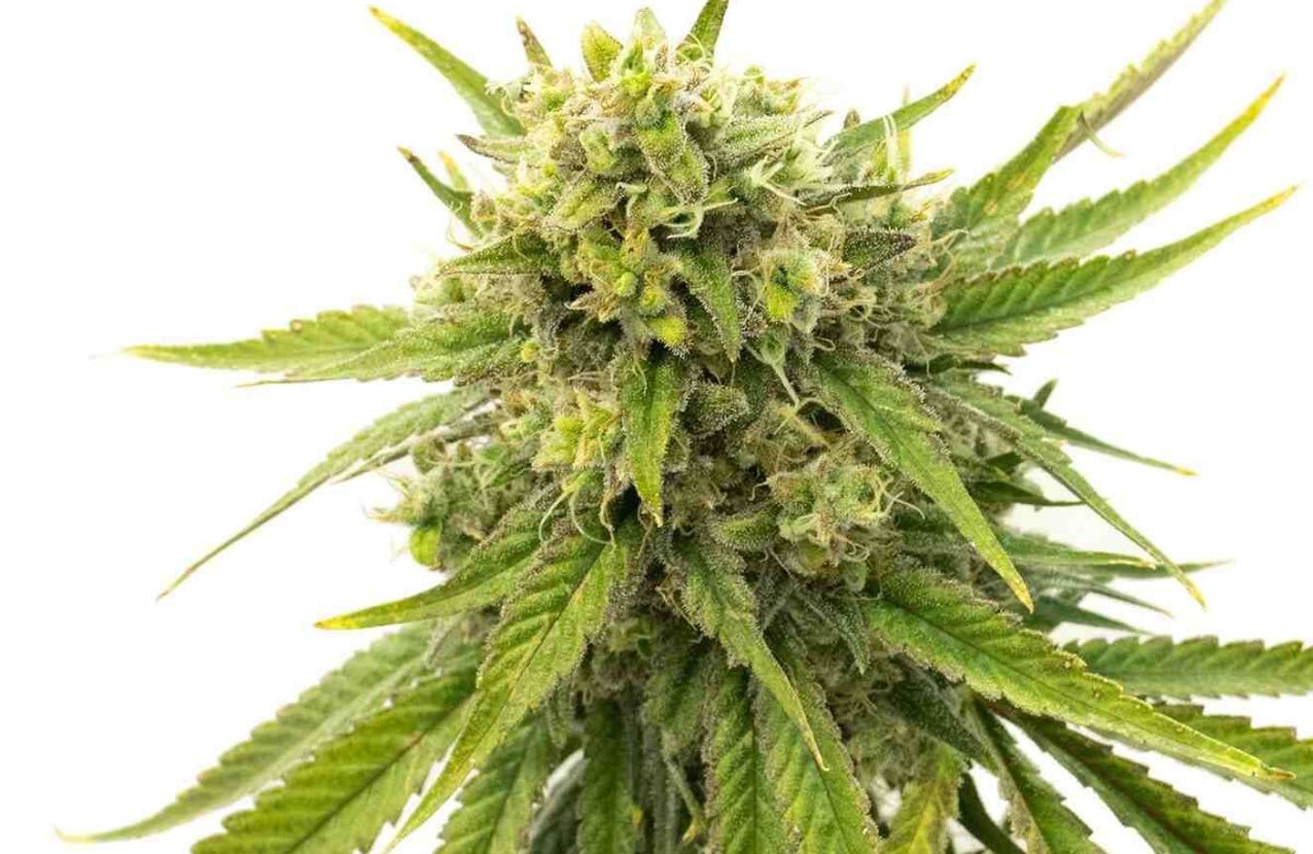 Skywalker OG cannabis seeds