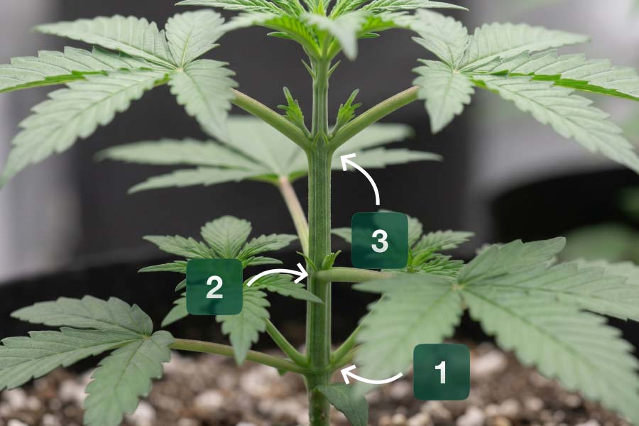 Healthy cannabis plant in a growing pot with nodes 1, 2, and 3 marked to show how node count helps guide the right timing for training.