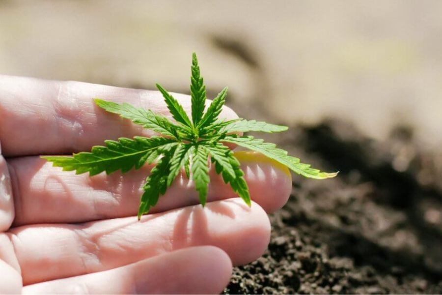 Grower gently holding a young cannabis seedling as it develops under controlled light.