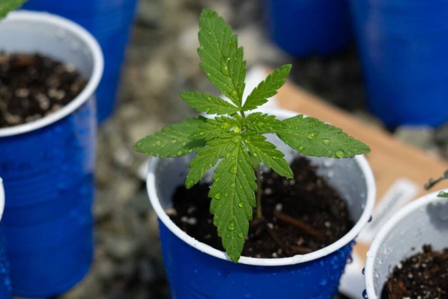 Young cannabis seedlings growing in individual cups of soil before transplanting.