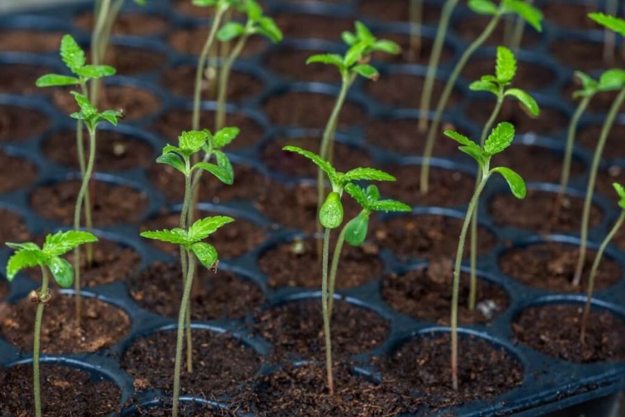 Tray of young cannabis seedlings growing in individual cups under a controlled lighting setup.