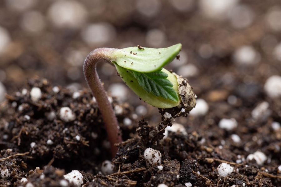 Autoflower week 1 seedling with two cotyledons and first true leaf emerging