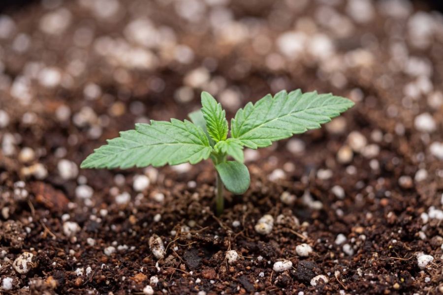Healthy 2 week old autoflower with first true serrated leaves and yellowing cotyledons.