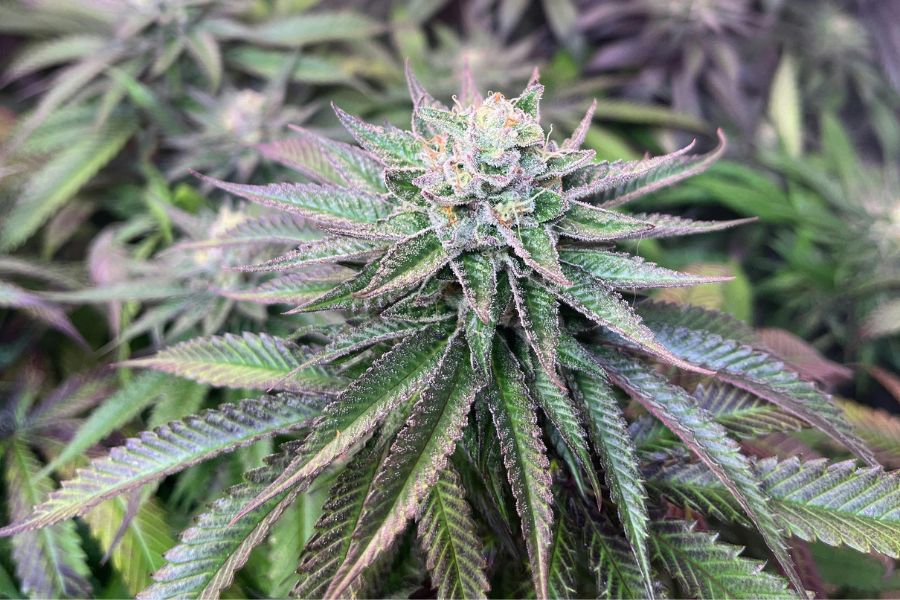 7 week old autoflower with swollen calyxes, darkening pistils and visible trichomes on the buds.