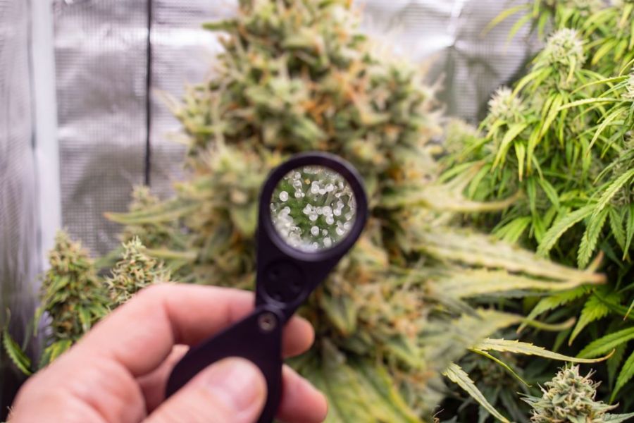 8 week old autoflower trichomes turning from clear to milky on the calyxes.