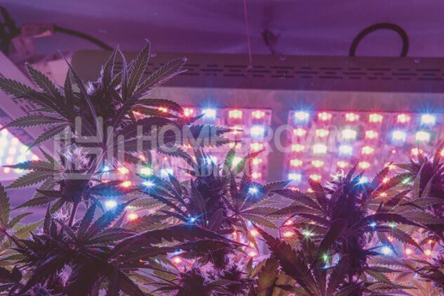 Cannabis plants under LED lights.