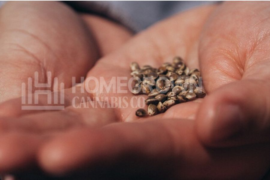 Cannabis seeds for indoor grows
