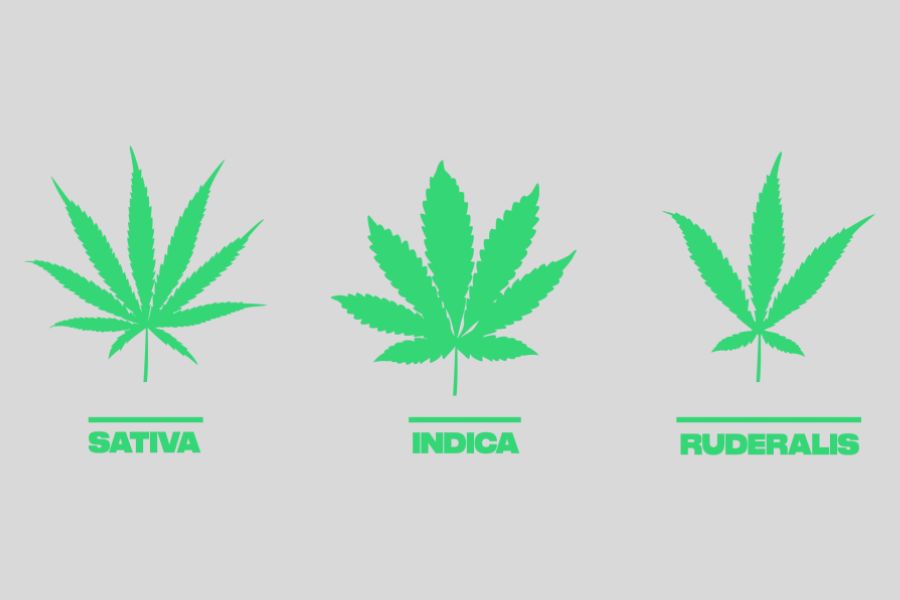Graphic of the three types of cannabis.