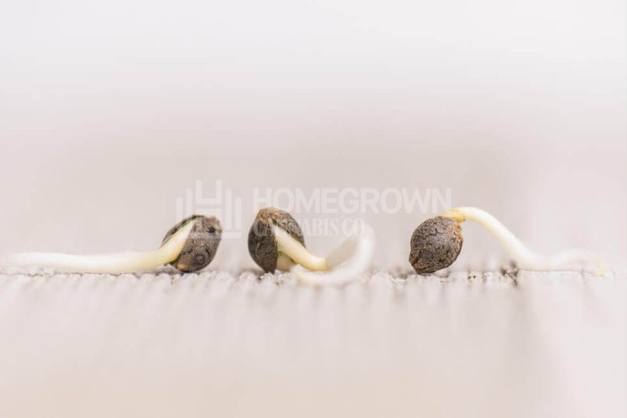 Germinated cannabis seeds with white taproots showing.