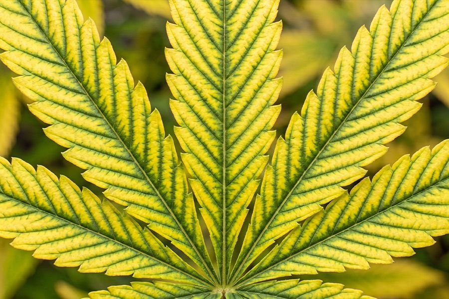 Cannabis leaf showing interveinal yellowing from magnesium deficiency.