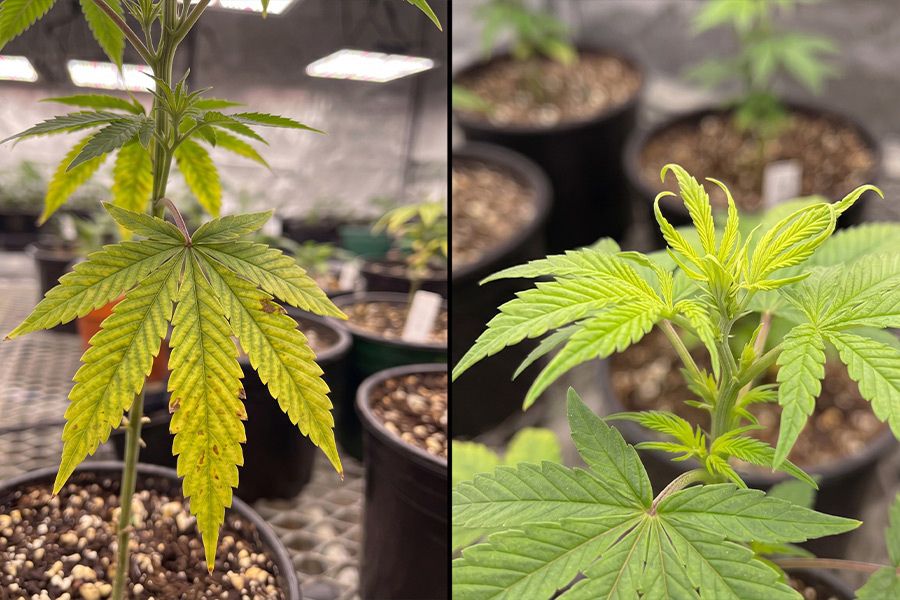 Cannabis plant showing deficiency damage on old lower leaves versus new top leaves.