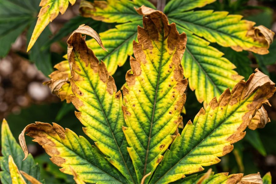  Close-up of an older leaf with crispy brown edges and tips and a still-green center, with arrows on the burnt margins. 