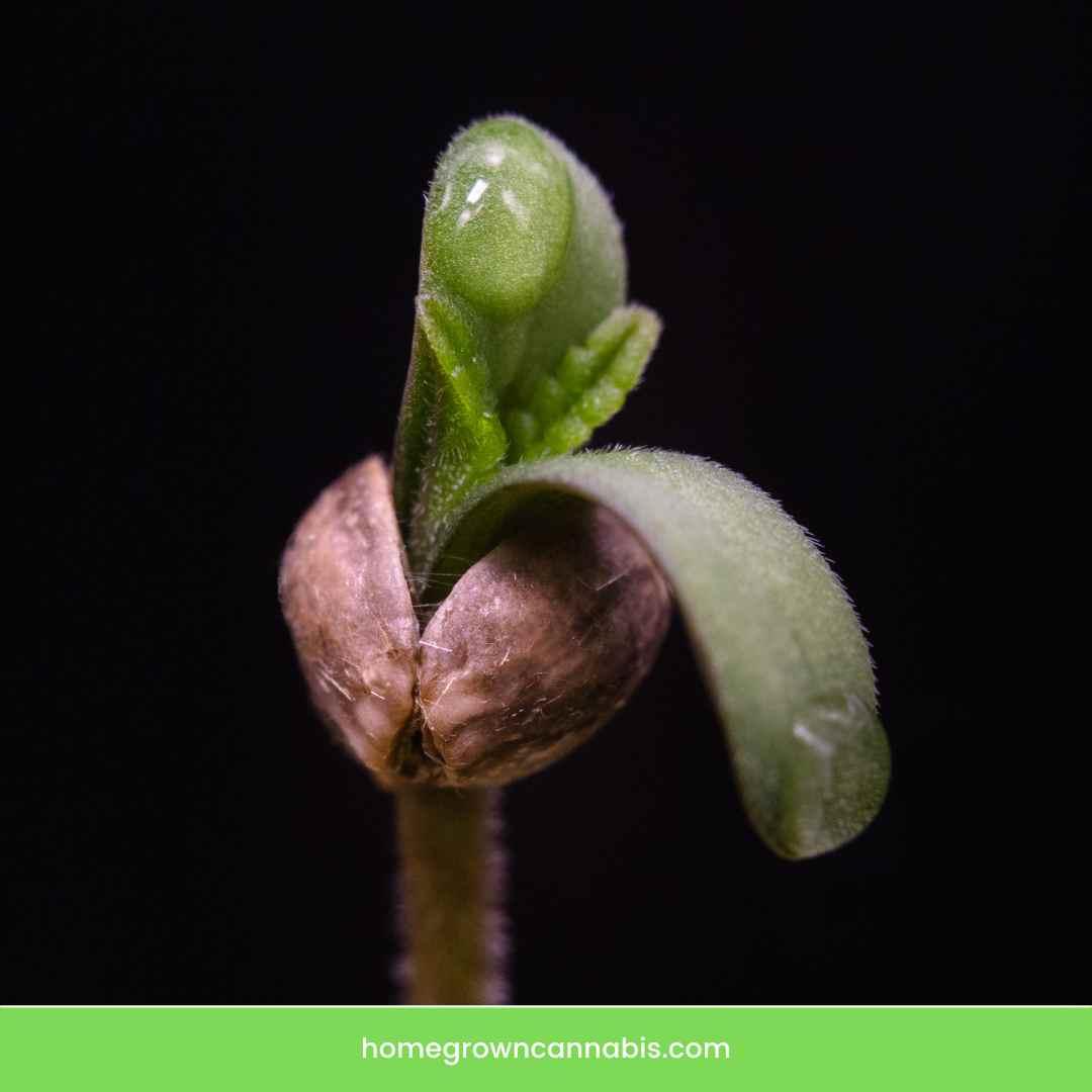 Top view of a marijuana seedling