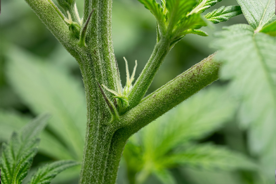 Female cannabis plant showing long white pistils, the earliest visible sign used to identify female plants.