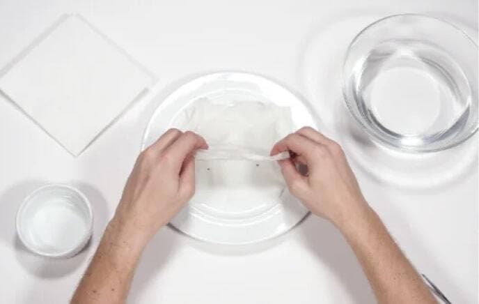 Cannabis Seed Germination On Plate