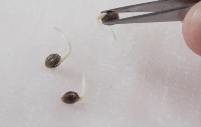 Cannabis Seed Germination On Plate