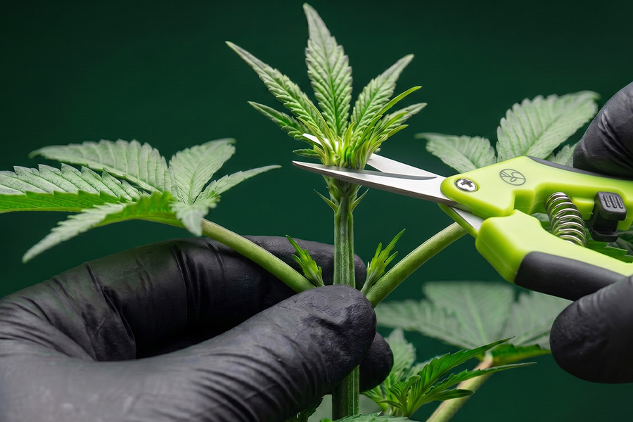 Cutting the top of a cannabis plant to demonstrate FIMming, a technique that leaves a portion of the new growth intact.