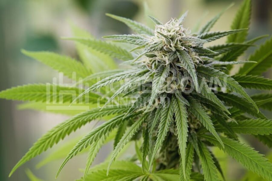 Tall cannabis plant growing indoors.