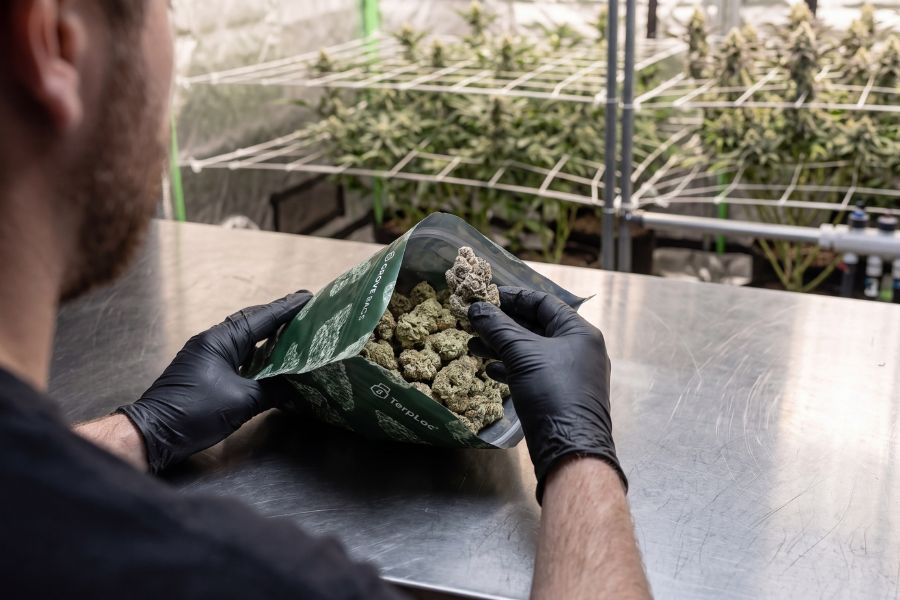 Cannabis buds stored in a Grove Bag to help contain odor and preserve freshness.