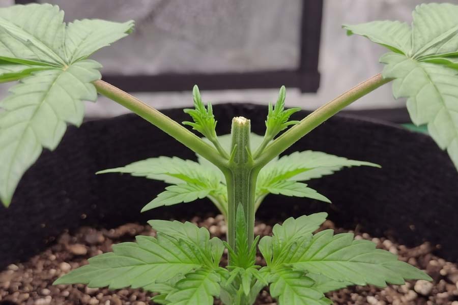 A healthy autoflower cannabis plant in a growing pot with its top cut, showing the plant just after topping during the right early growth stage.