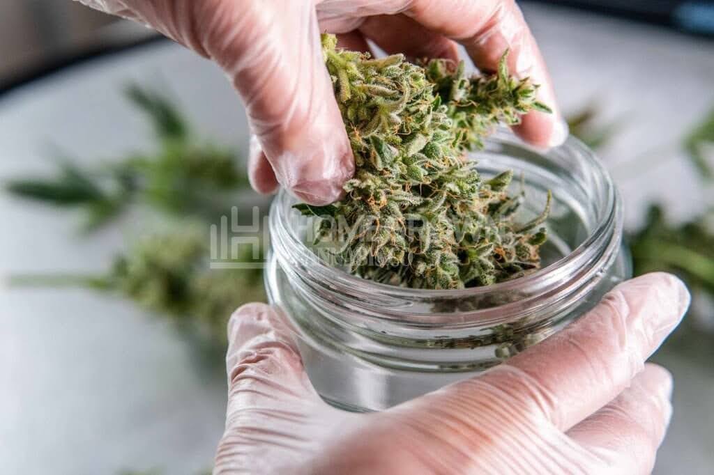 Curing Cannabis